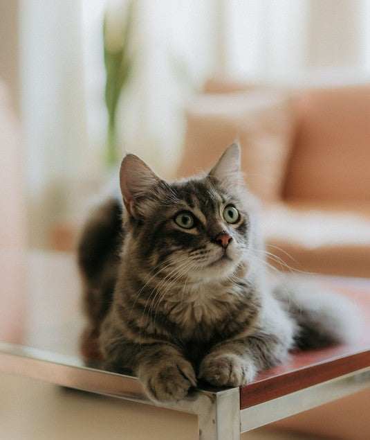 CATS