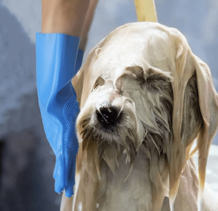 Black Reef Groom Gloves — Five-Finger Silicone Deshedding Pet Grooming Gloves - BLACK REEF PETS
